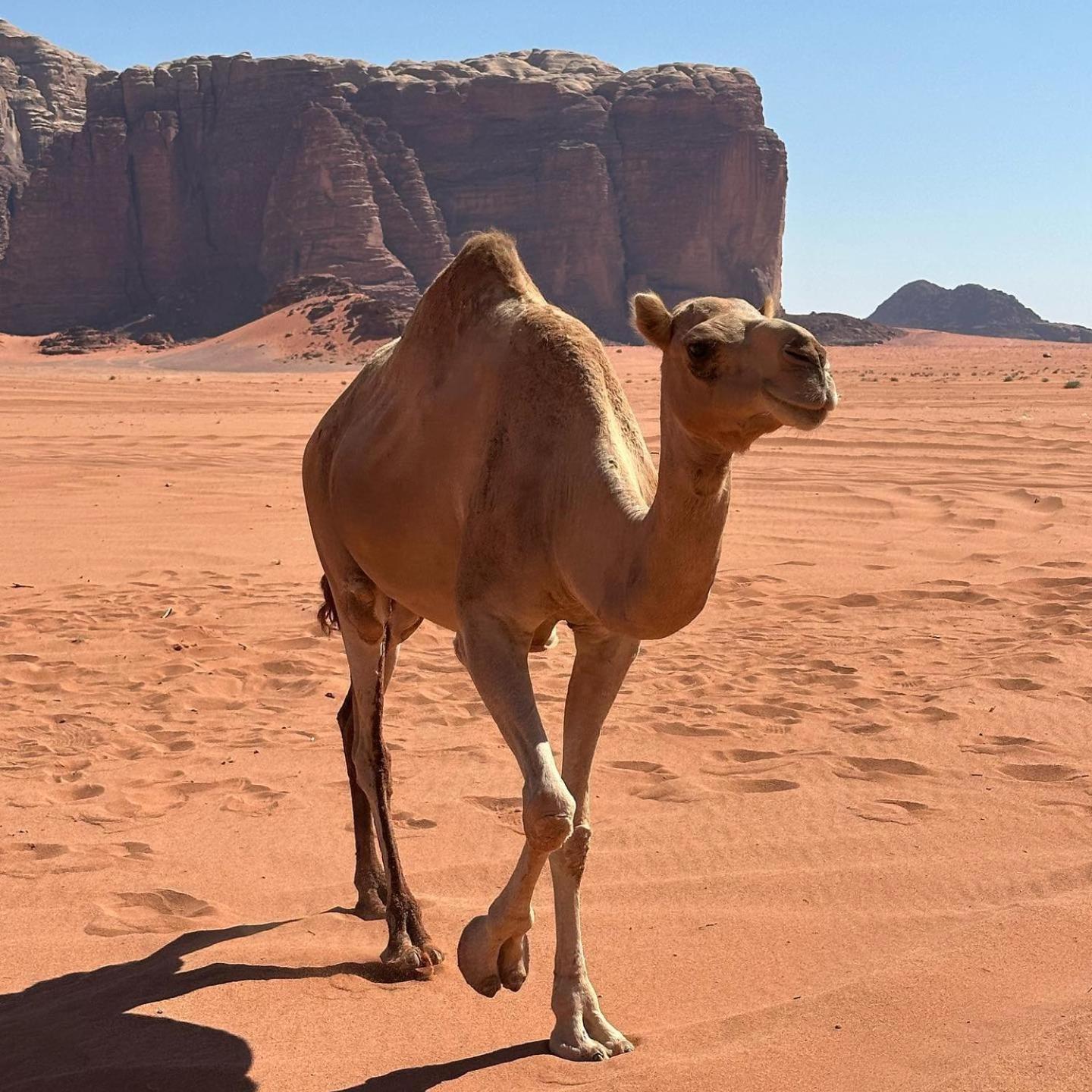 Daniela Camp Wadi Rum Eksteriør billede