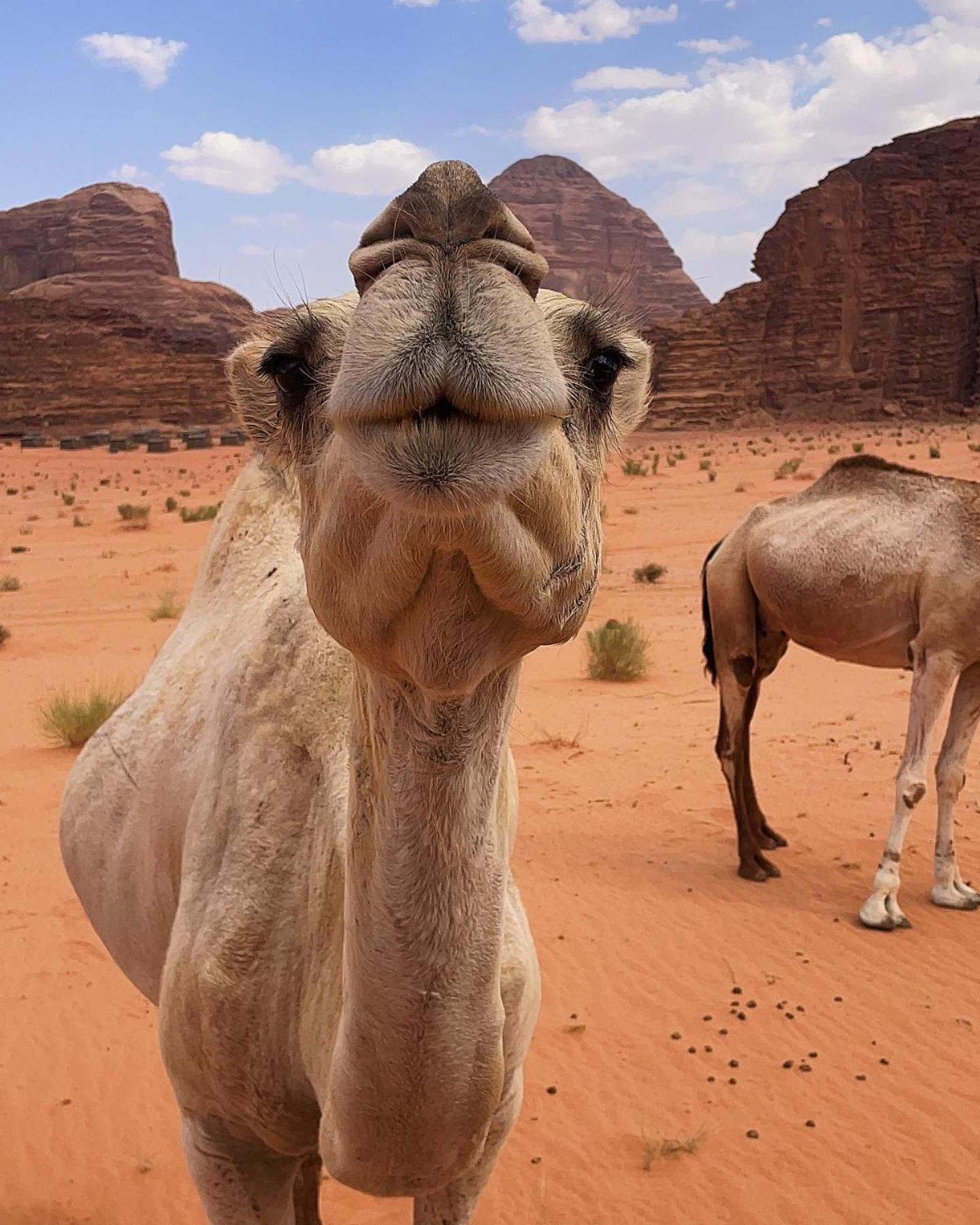 Daniela Camp Wadi Rum Eksteriør billede
