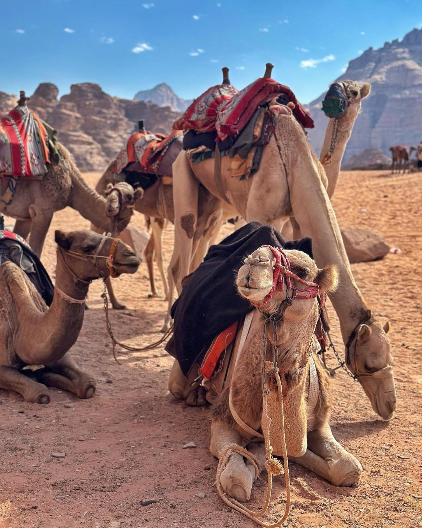 Daniela Camp Wadi Rum Eksteriør billede